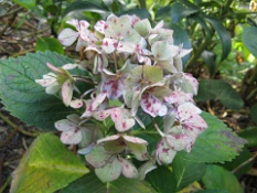 Pink and White Flowers.JPG